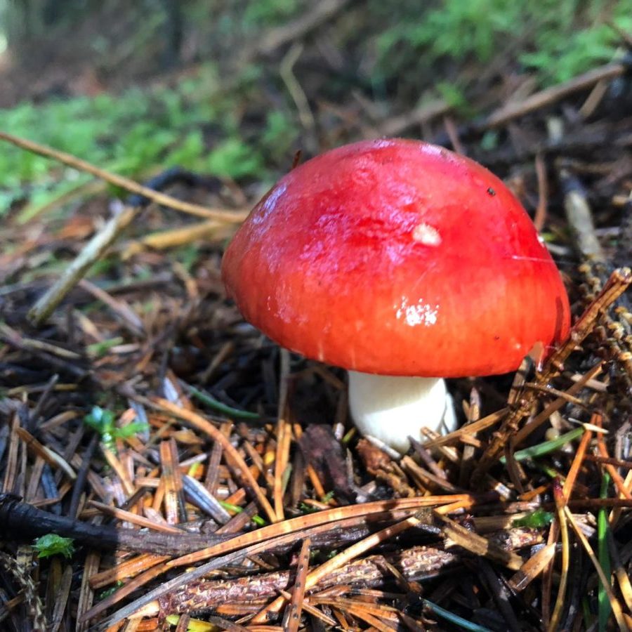 Birtley Woodland Nature